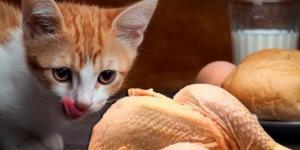 Recetas con pollo para gatos
