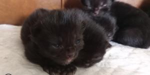 Cuándo abren los ojos los gatitos