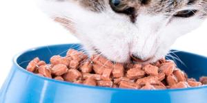 Recetas de paté para gatos