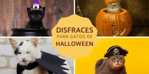Disfraces para gatos de Halloween