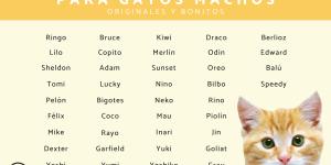 Nombres para gatos machos originales y bonitos