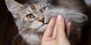 Muda de pelo en gatos: época, duración y cuidados
