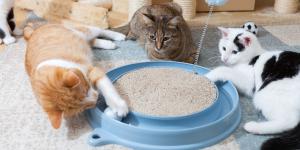 Los mejores juguetes interactivos para gatos