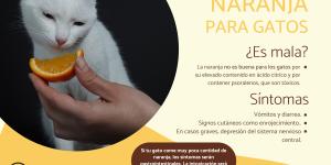 ¿Los gatos pueden comer naranja?