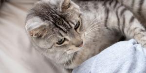 Cuidados después de castrar un gato macho