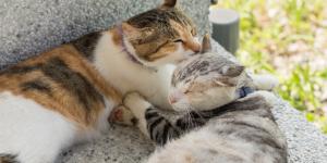 Por qué los gatos se lamen entre ellos