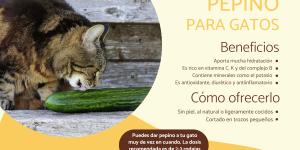 ¿Los gatos pueden comer pepino?