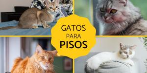 Razas de gatos para pisos