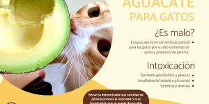 ¿Los gatos pueden comer aguacate?