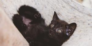 Cómo cuidar a un gato de un mes